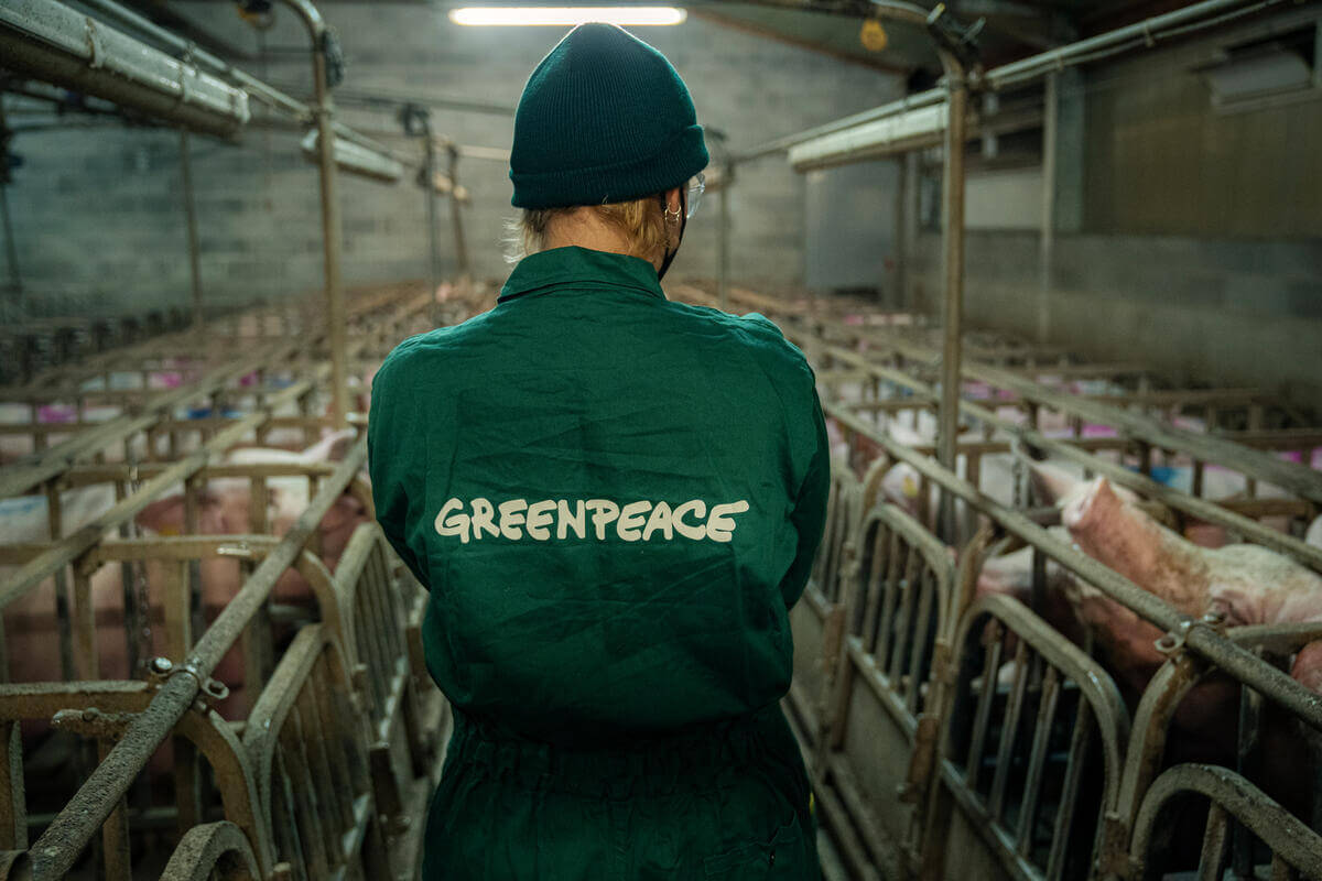 Attivisti di Greenpeace Italia documentano le condizioni critiche degli animali nell'allevamento intensivo “La Pellegrina” in Lombardia